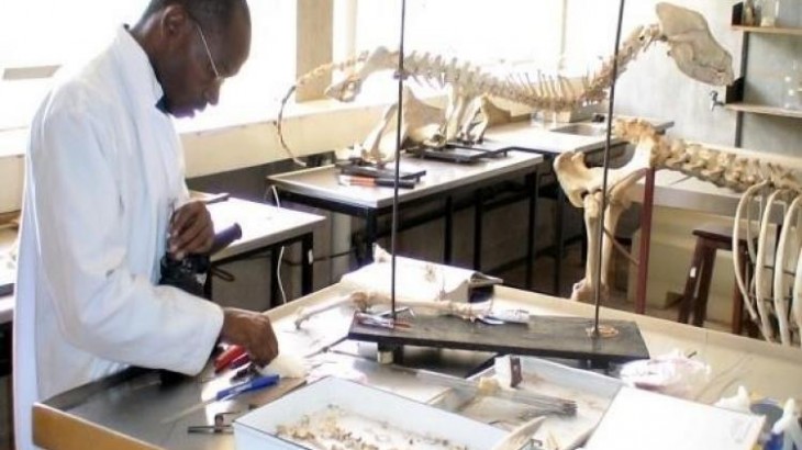 Skeleton mounting and Topographical muscle display for animal morphological studies_0