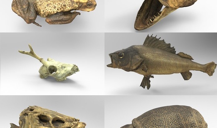 threeding_animal_anatomy_4_0